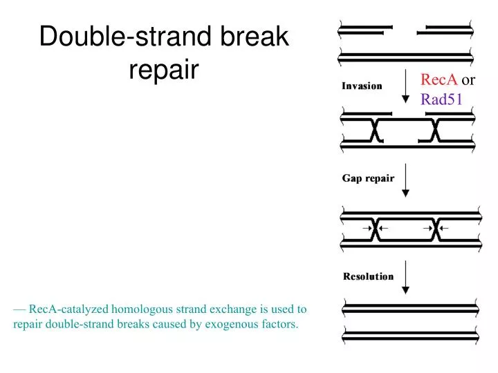 double strand break repair