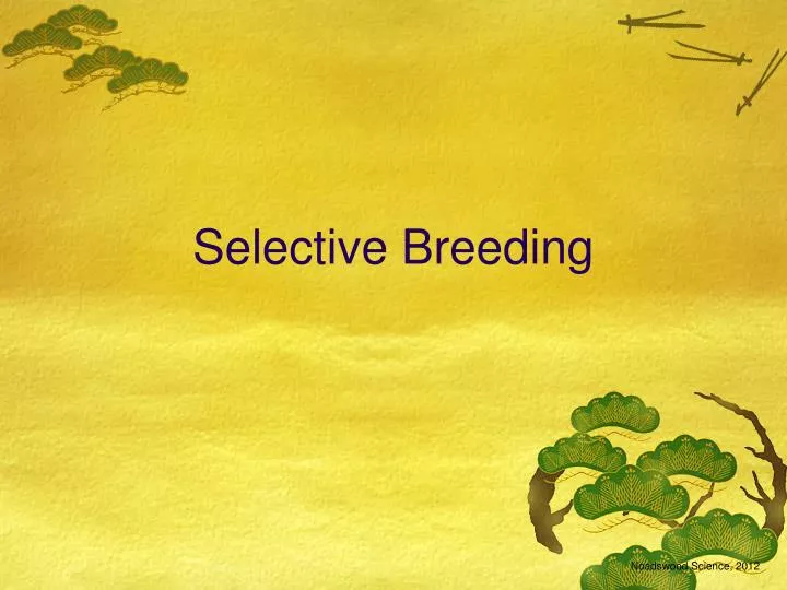 selective breeding