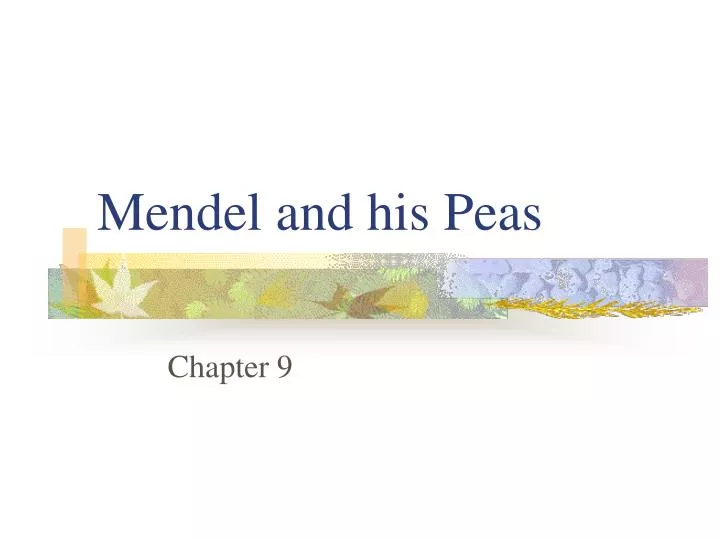 mendel and his peas