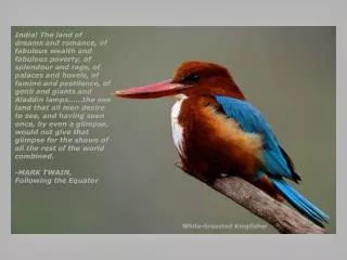 White-breasted Kingfisher