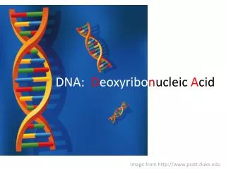 DNA: D eoxyribo n ucleic A cid