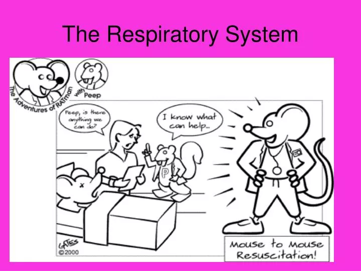 the respiratory system