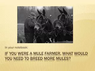 If you were a mule farmer, what would you need to breed more mules?
