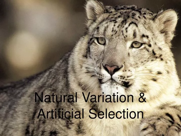 natural variation artificial selection