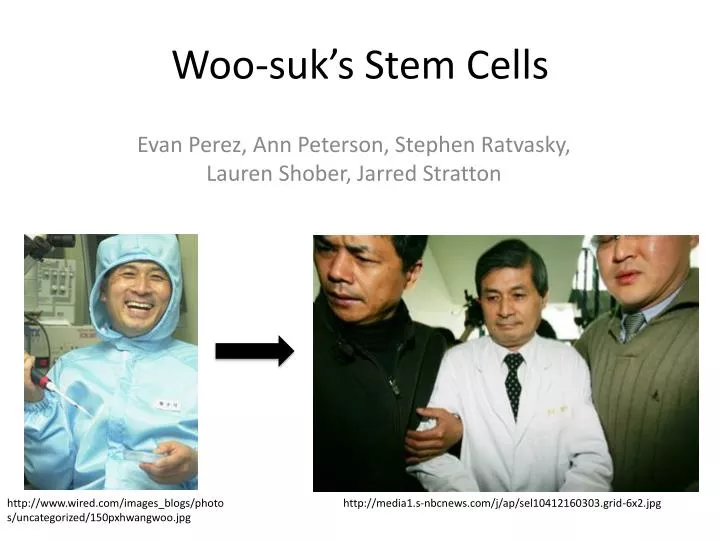 woo suk s stem cells