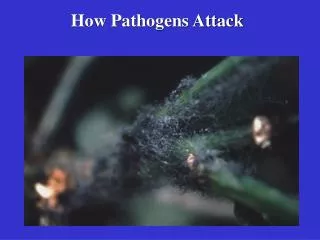 How Pathogens Attack