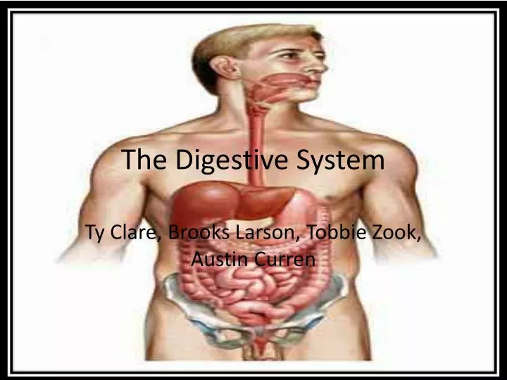 the digestive system