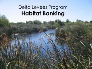 Delta Levees Program Habitat Banking