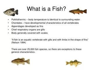 What is a Fish?