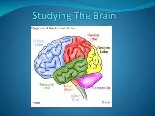 Studying The Brain