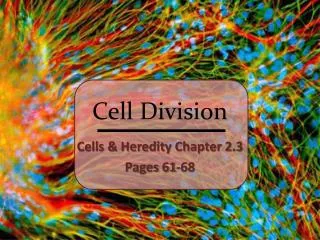 cell division
