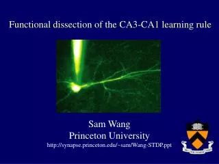 Functional dissection of the CA3-CA1 learning rule