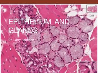 Epithelium and glands