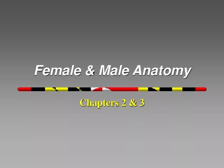 female male anatomy