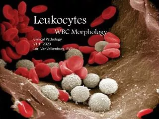 Leukocytes WBC Morphology Clinical Pathology VTHT 2323 Lori VanValkenburg , RVT