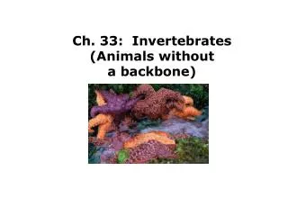 Ch. 33: Invertebrates (Animals without a backbone)