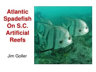 Atlantic Spadefish On S.C. Artificial Reefs