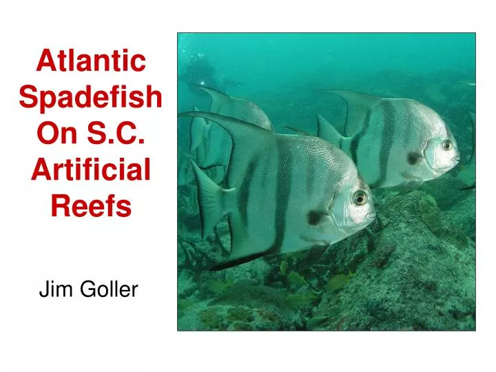 atlantic spadefish on s c artificial reefs
