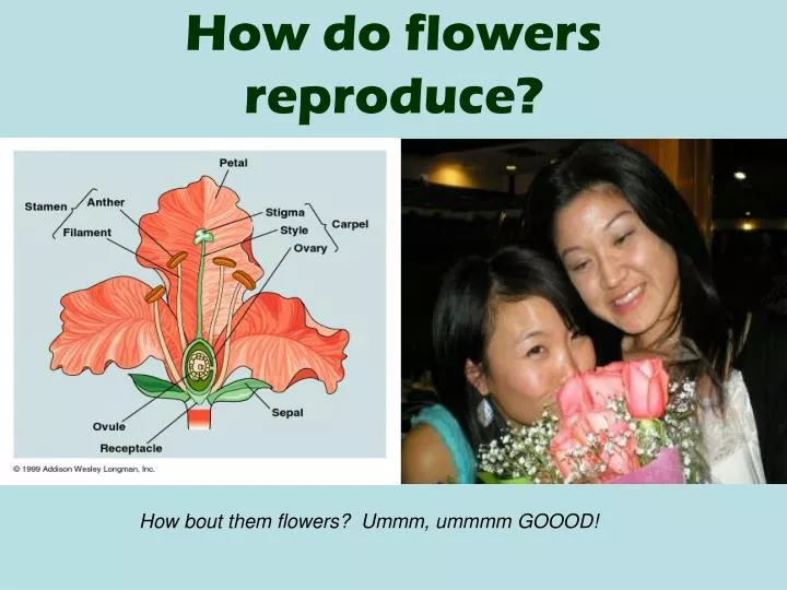 how do flowers reproduce
