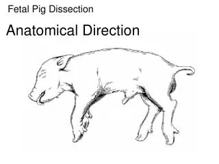 Fetal Pig Dissection