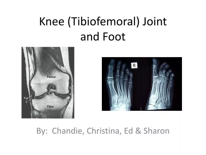 knee tibiofemoral joint and foot