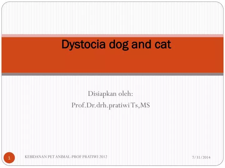 dystocia dog and cat