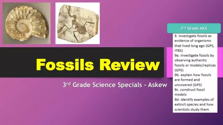 fossils review