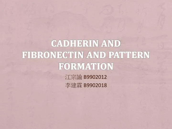 cadherin and fibronectin and pattern formation