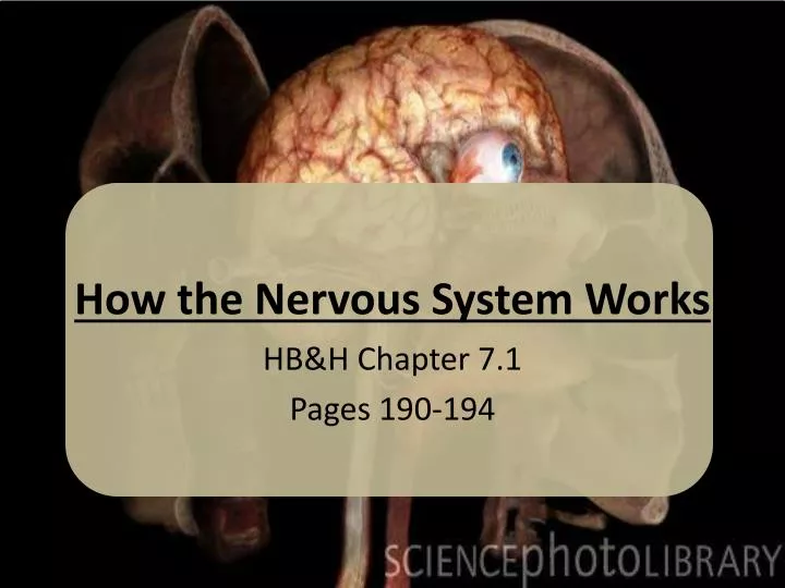 how the nervous system works