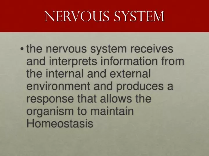 nervous system