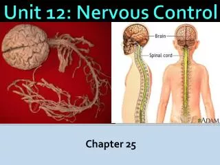 Unit 12: Nervous Control