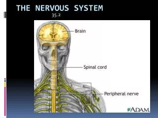 The Nervous system