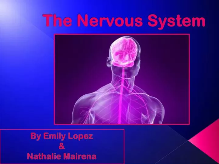 the nervous system