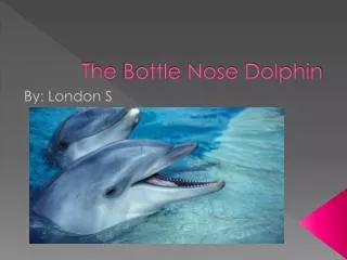 The B ottle Nose Dolphin