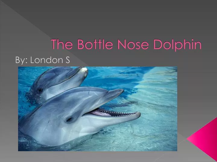 the b ottle nose dolphin