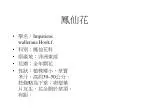 鳳仙花 - slide 1