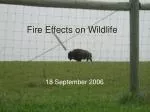 Fire Effects on Wildlife