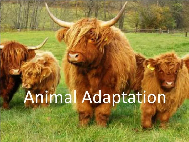 animal adaptation