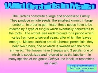 Common name: Small-flowered Tongue Orchid. Latin name: Serapias parviflora Maltese name: