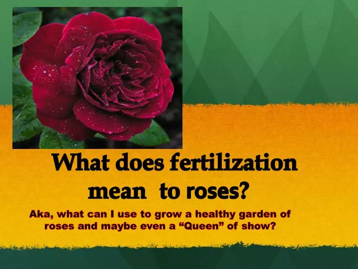 what does fertilization mean to roses