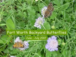 Fort Worth Backyard Butterflies