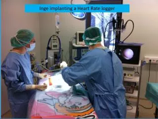 Inge implanting a Heart Rate logger