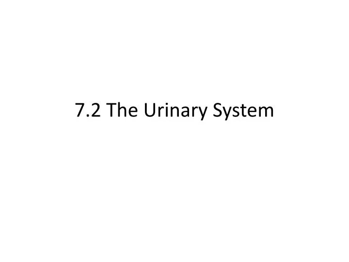 7 2 the urinary system