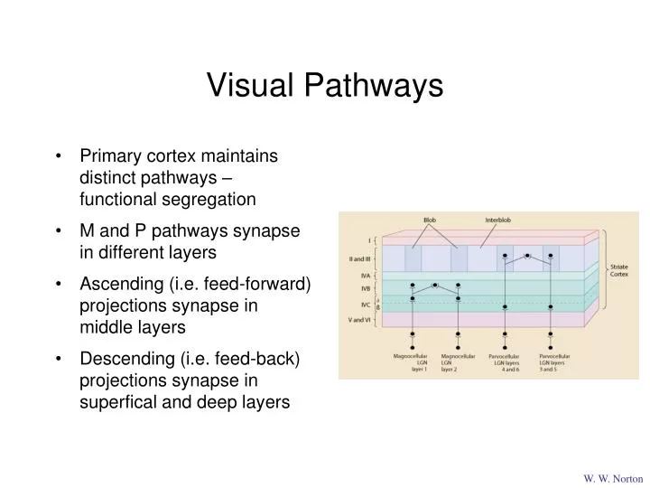 visual pathways