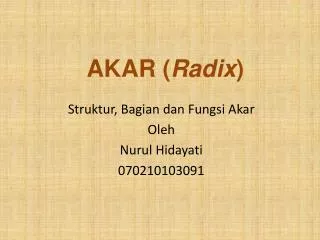 akar radix