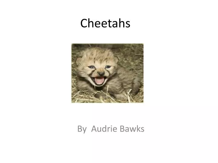 cheetahs