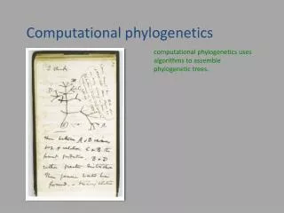 Computational phylogenetics