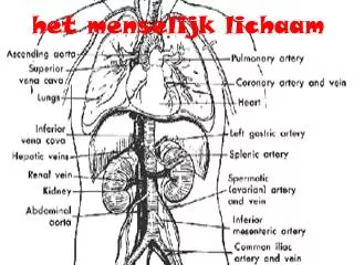 het menselijk lichaa m
