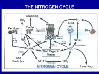 THE NITROGEN CYCLE