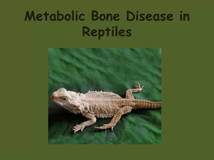 metabolic bone disease in reptiles